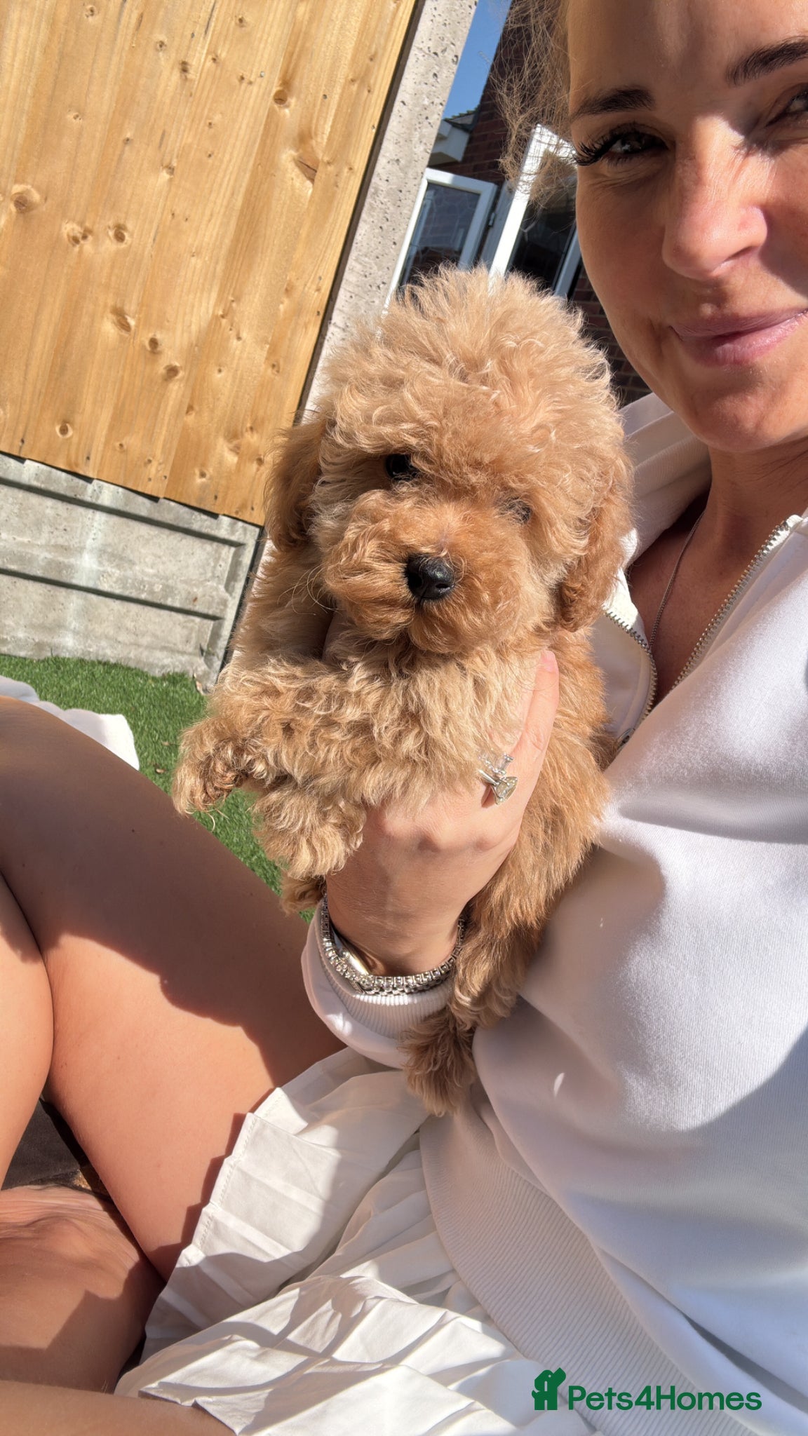Cavapoo dogs Cavapoo babies 5 🌟 breeder vet approved - Advert 1