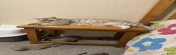 British Shorthair cats for sale: Show quality kittens BSH - Advert 3