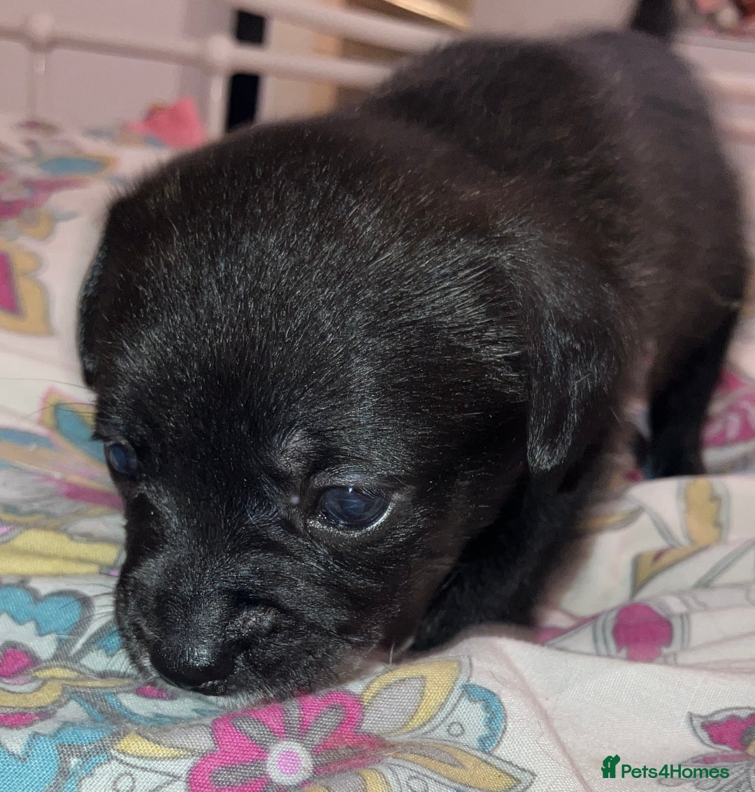 Mixed Breed dogs for sale: Beautiful French Bulldog x Pomchi Pups - Advert 4