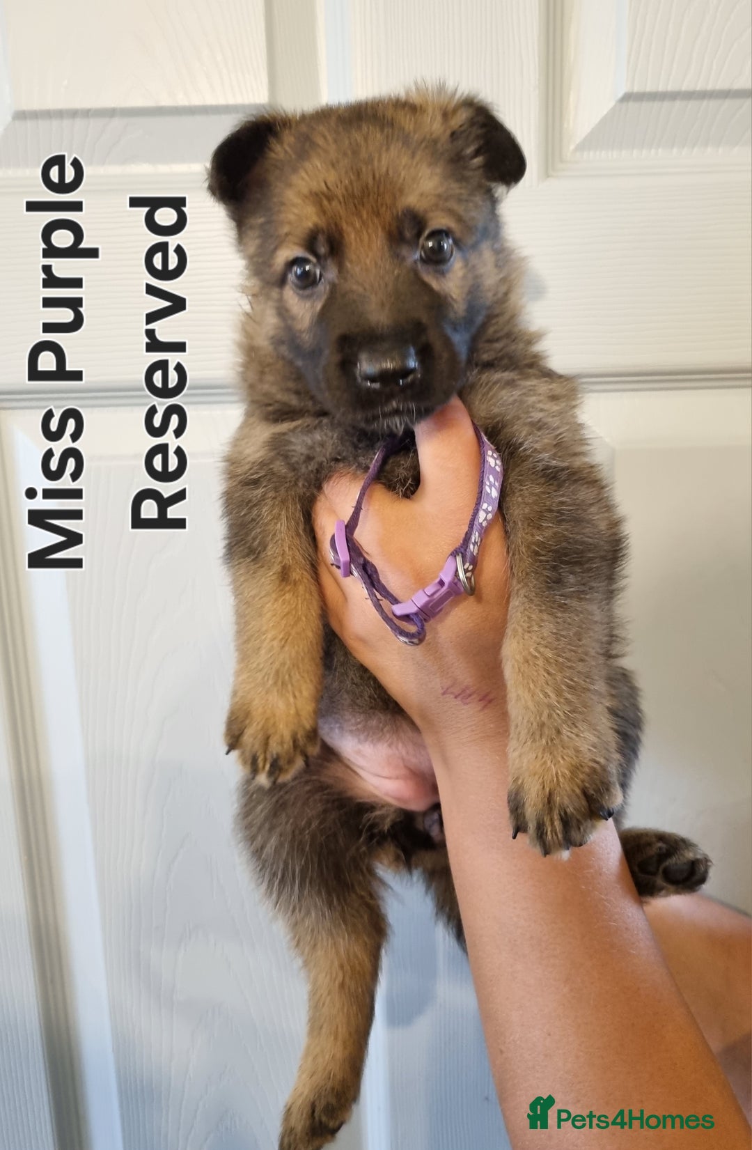 German Shepherd dogs for sale: 12 Czech KC Extensively Health Tested GSDs Puppies - Image 13