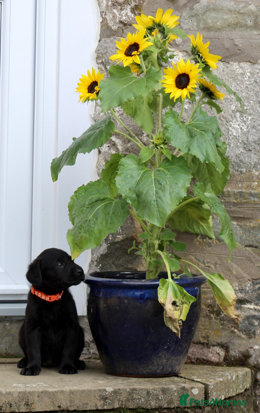 Labrador Retriever dogs for sale: Black and Yellow Working Labrador Puppies  - Image 2