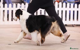 Australian Shepherd dogs for sale: Superbly Bred, Top Quality Pups - Image 14