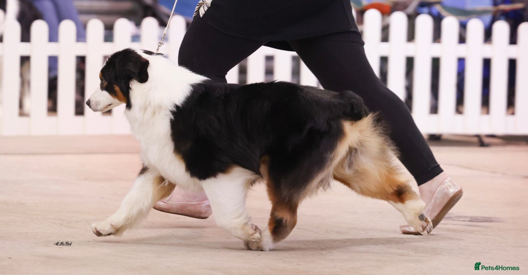 Australian Shepherd dogs for sale: Superbly Bred, Top Quality Pups - Image 14