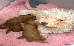 Toy Poodle dogs for sale: Toy poodle girl - Image 8