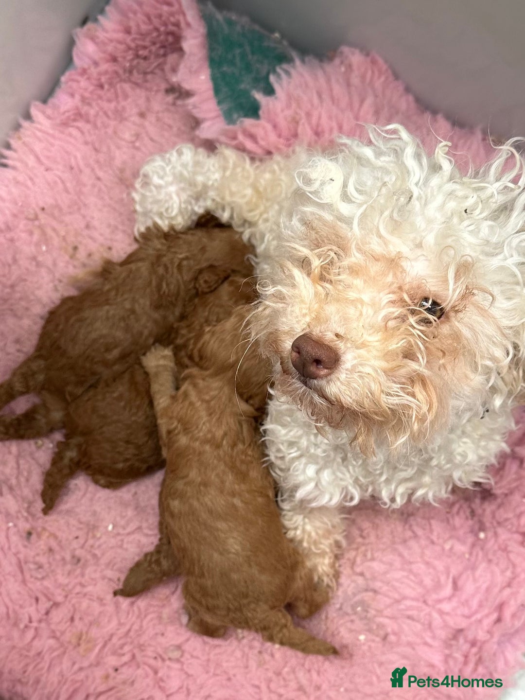 Toy Poodle dogs for sale: Toy poodle girl - Image 8