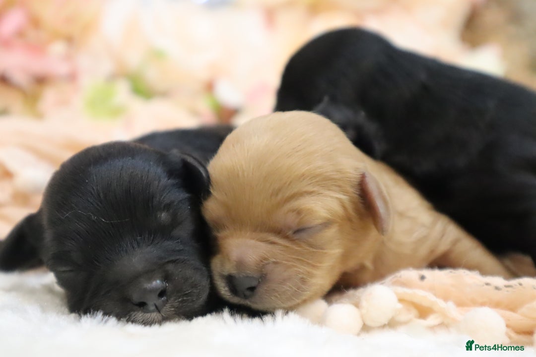 Cavapoo dogs for sale: Health Tested Cavapoo Puppies - Image 16