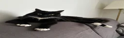 Mixed Breed cats for stud: 🐱 Male cat wanted for mating – Bournemouth - Advert 2