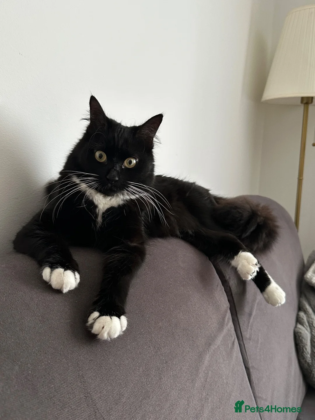 Mixed Breed cats for stud: 🐱 Male cat wanted for mating – Bournemouth - Advert 2