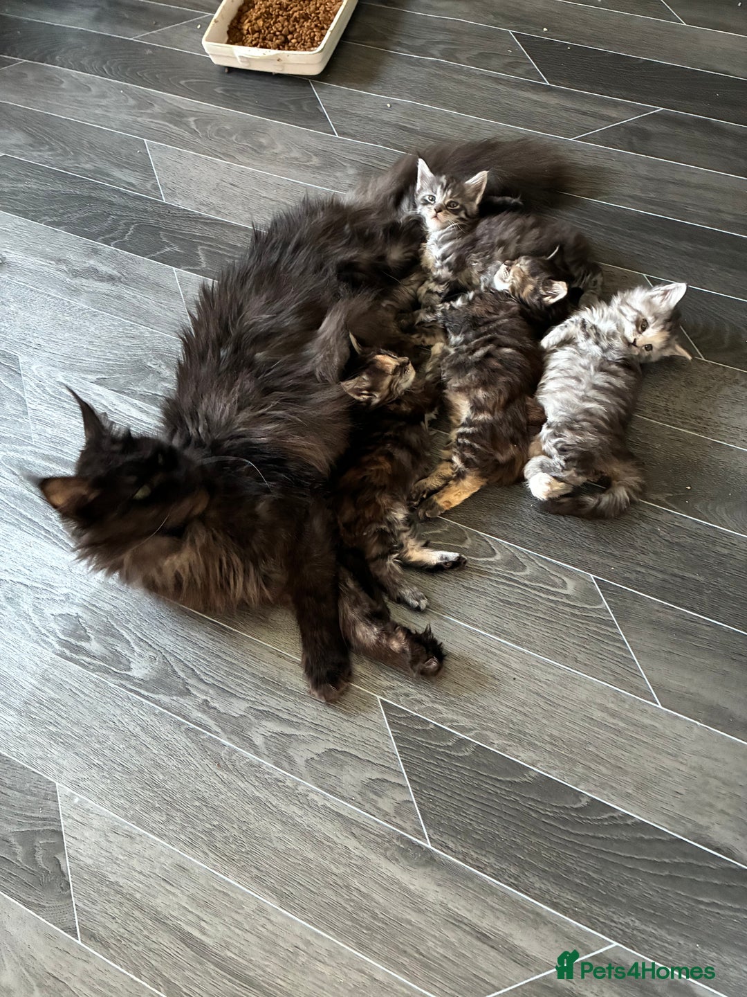 Maine Coon cats for sale: Maine Coon Kittens - Advert 29
