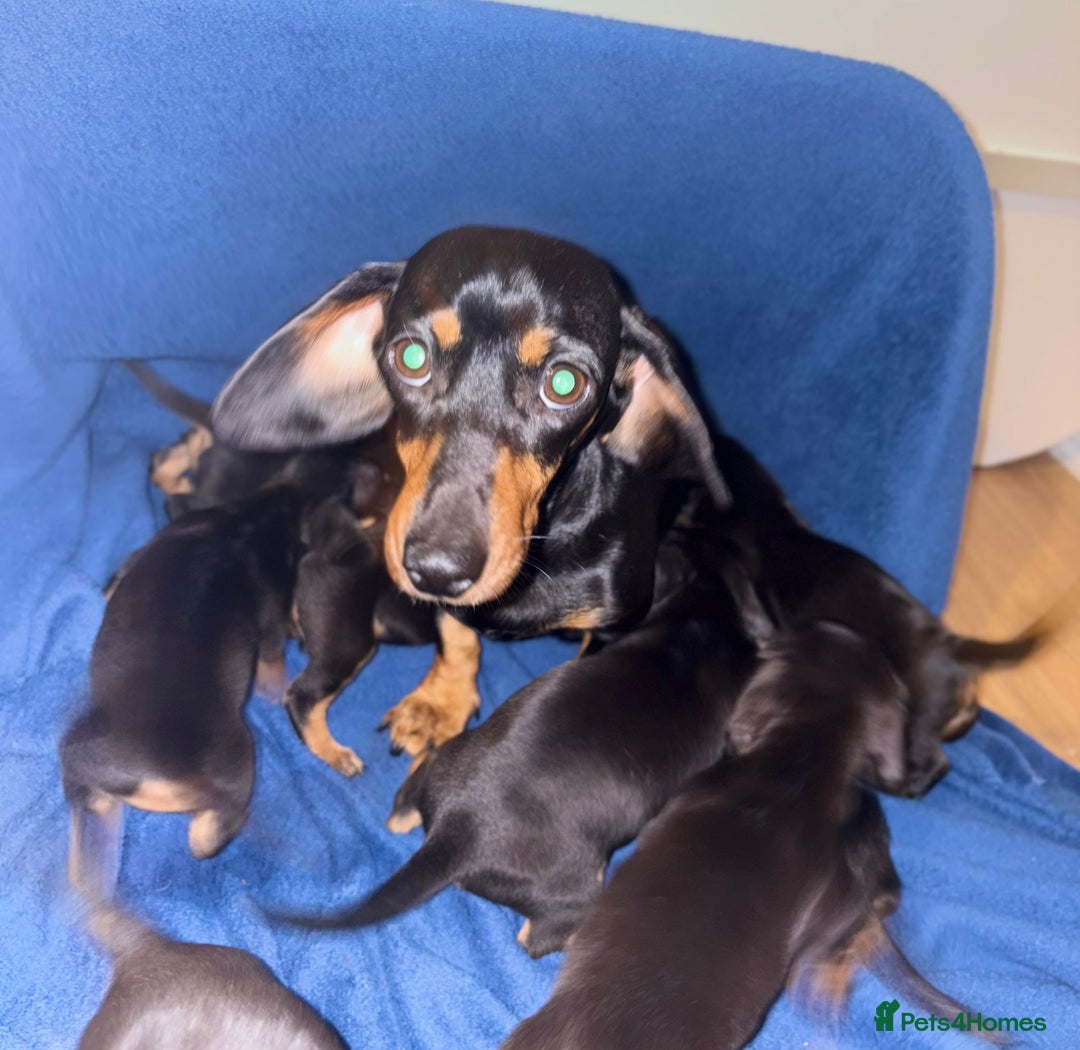 Dachshund dogs for sale: 8 dachshund puppies for sale 5 girls 3 boys  - Image 2