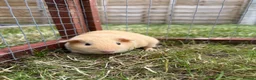 Guinea Pig rodents for sale: Gorgeous baby girls!  - Advert 6
