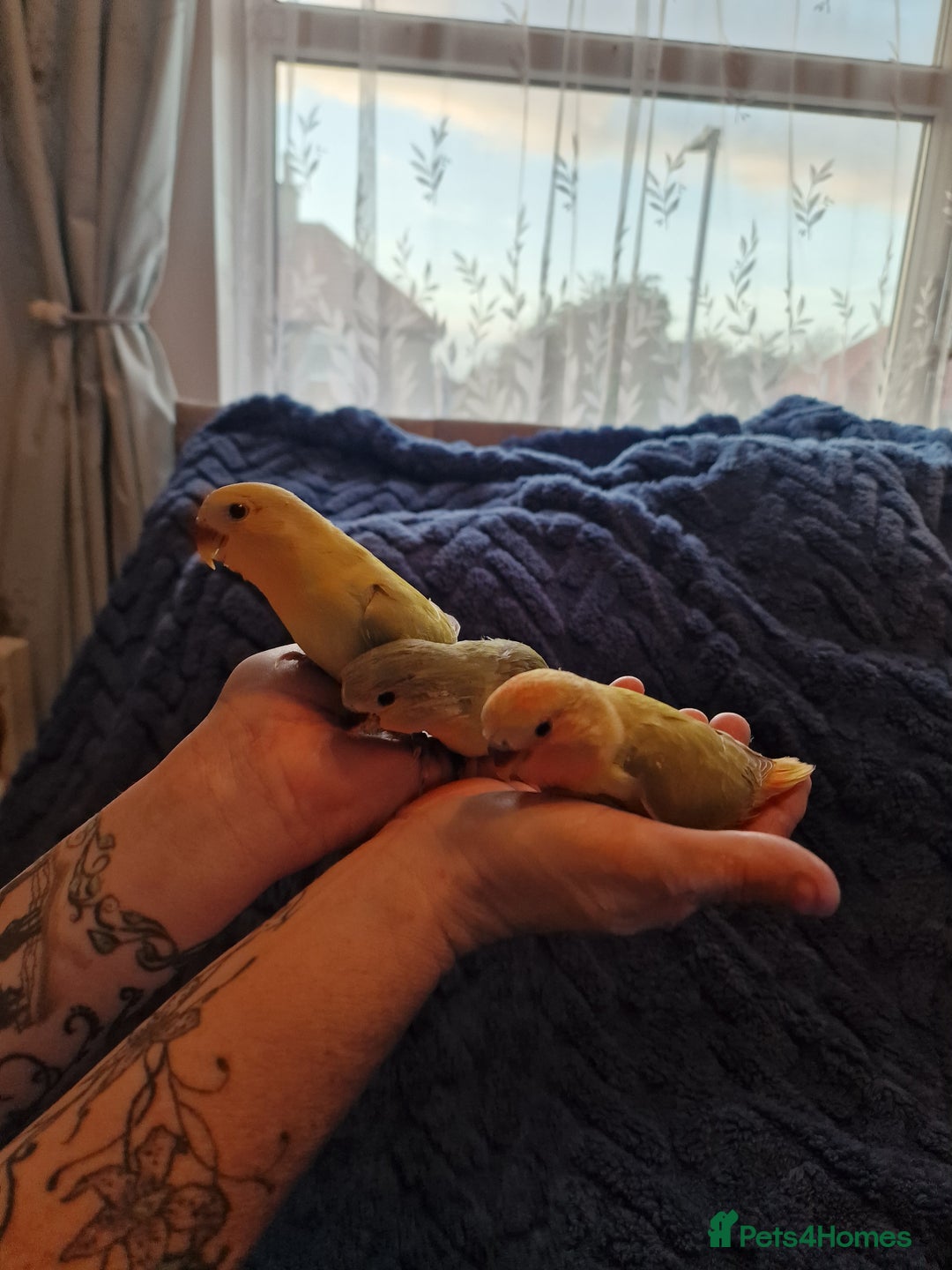 Lovebirds birds for sale: Hand Reared Peach Faced Lovebird Babies - Image 4