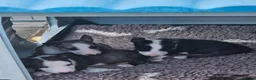 English Bull Terrier dogs for sale: English bullterrier pups for sale - Advert 8
