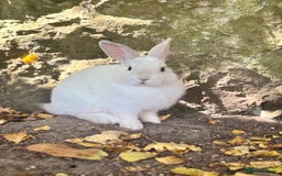 Netherland Dwarf rabbits for sale: A beautiful white Netherland Dwarf - Image 5