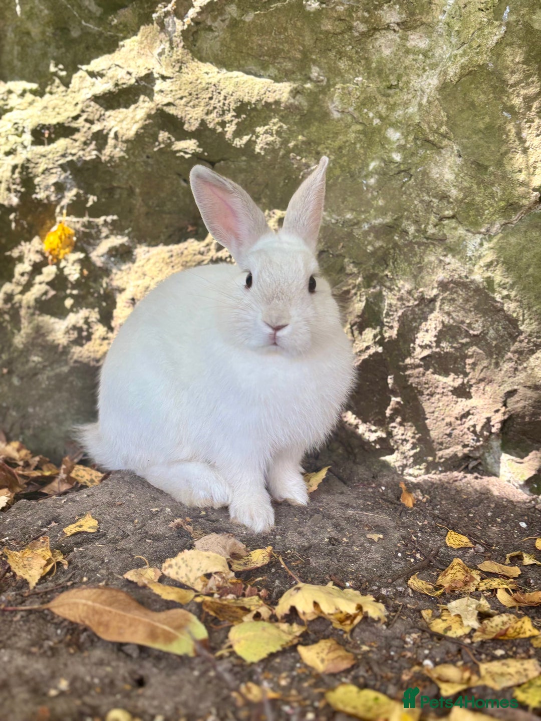 Netherland Dwarf rabbits for sale: A beautiful white Netherland Dwarf - Image 5