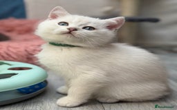 British Shorthair cats for sale: British shorthair kittens  silver/ golden TICA - Image 4