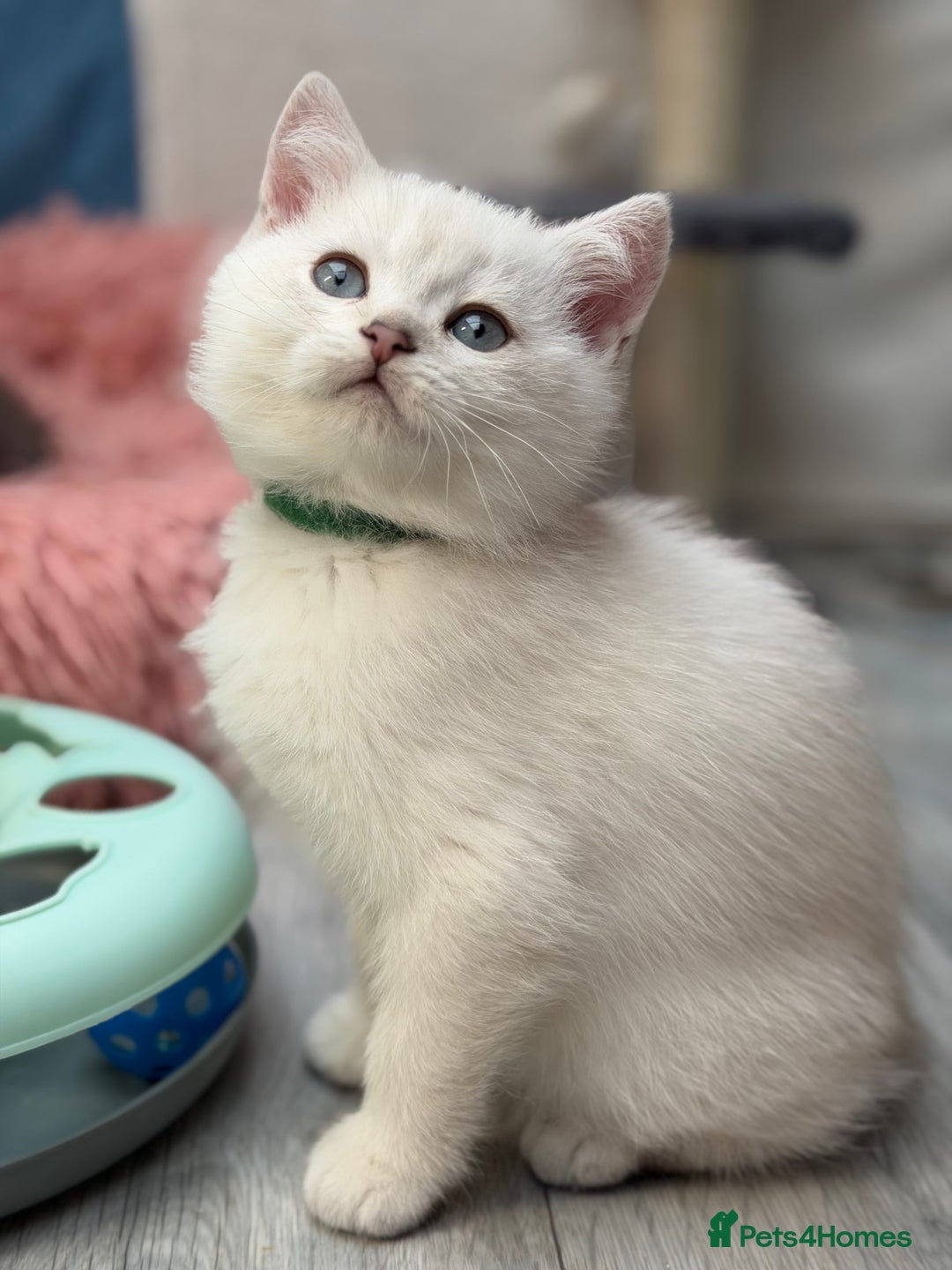 British Shorthair cats for sale: British shorthair kittens  silver/ golden TICA - Image 4