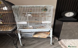 Mixed Breed birds for sale: Meyers parrot Female  - Image 4