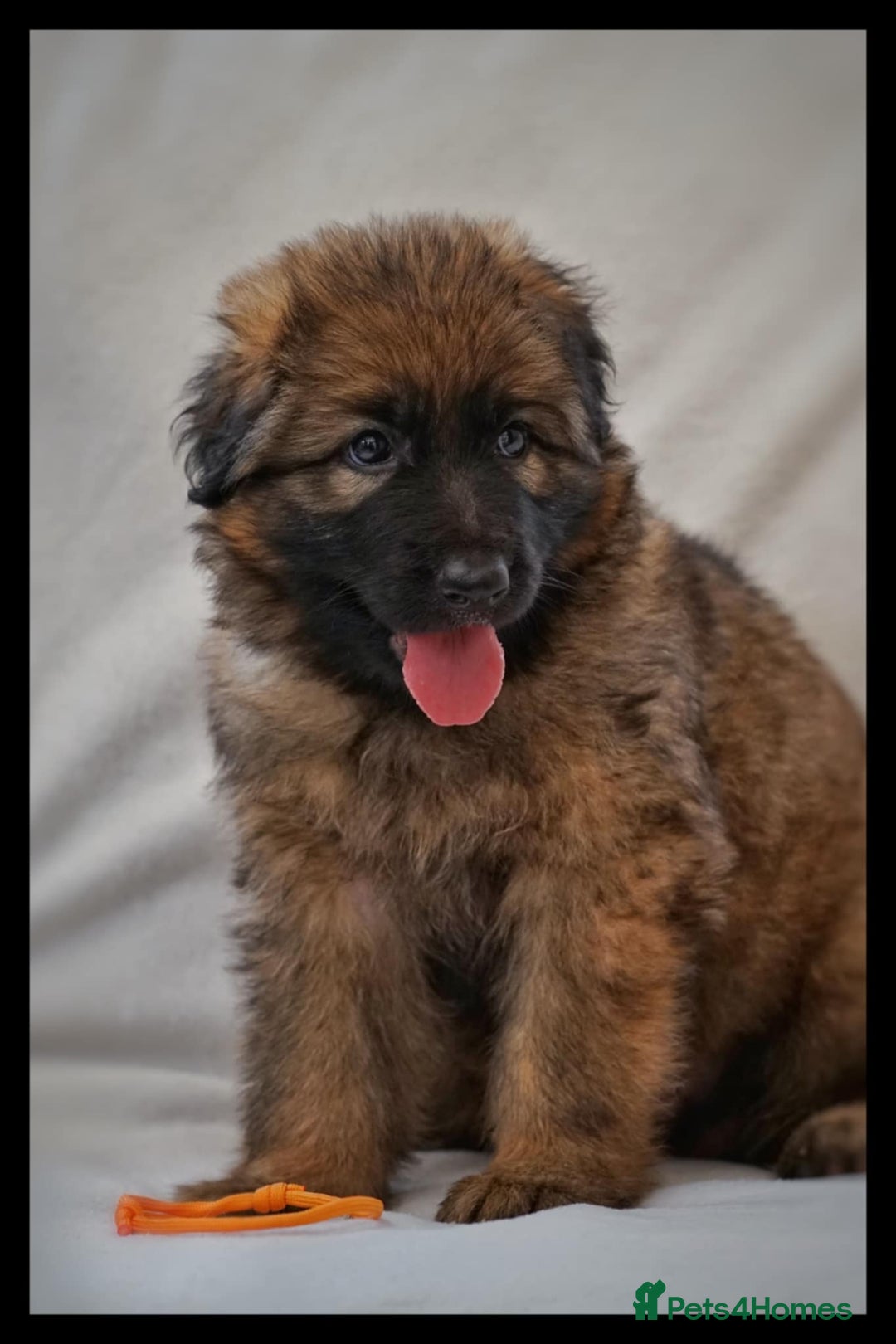 German Shepherd dogs for sale: German Shepherd Puppies - Image 37