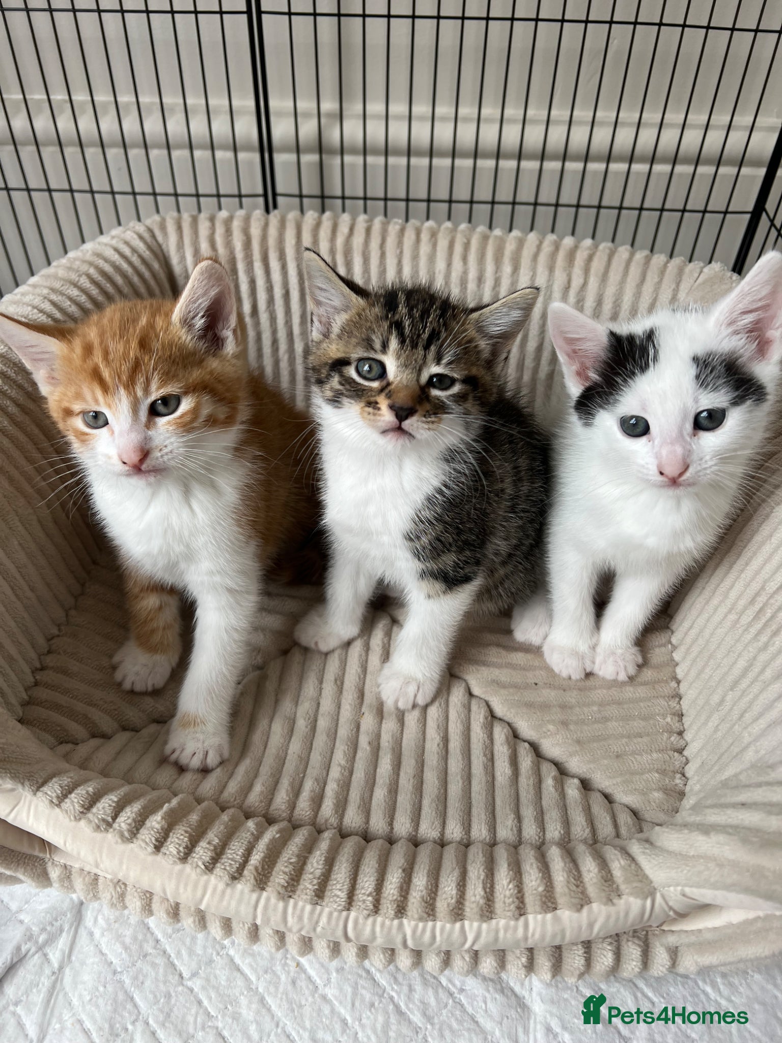British Shorthair cats 3 female kittens  - Advert 2