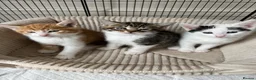 British Shorthair cats for sale: 3 female kittens  - Advert 1