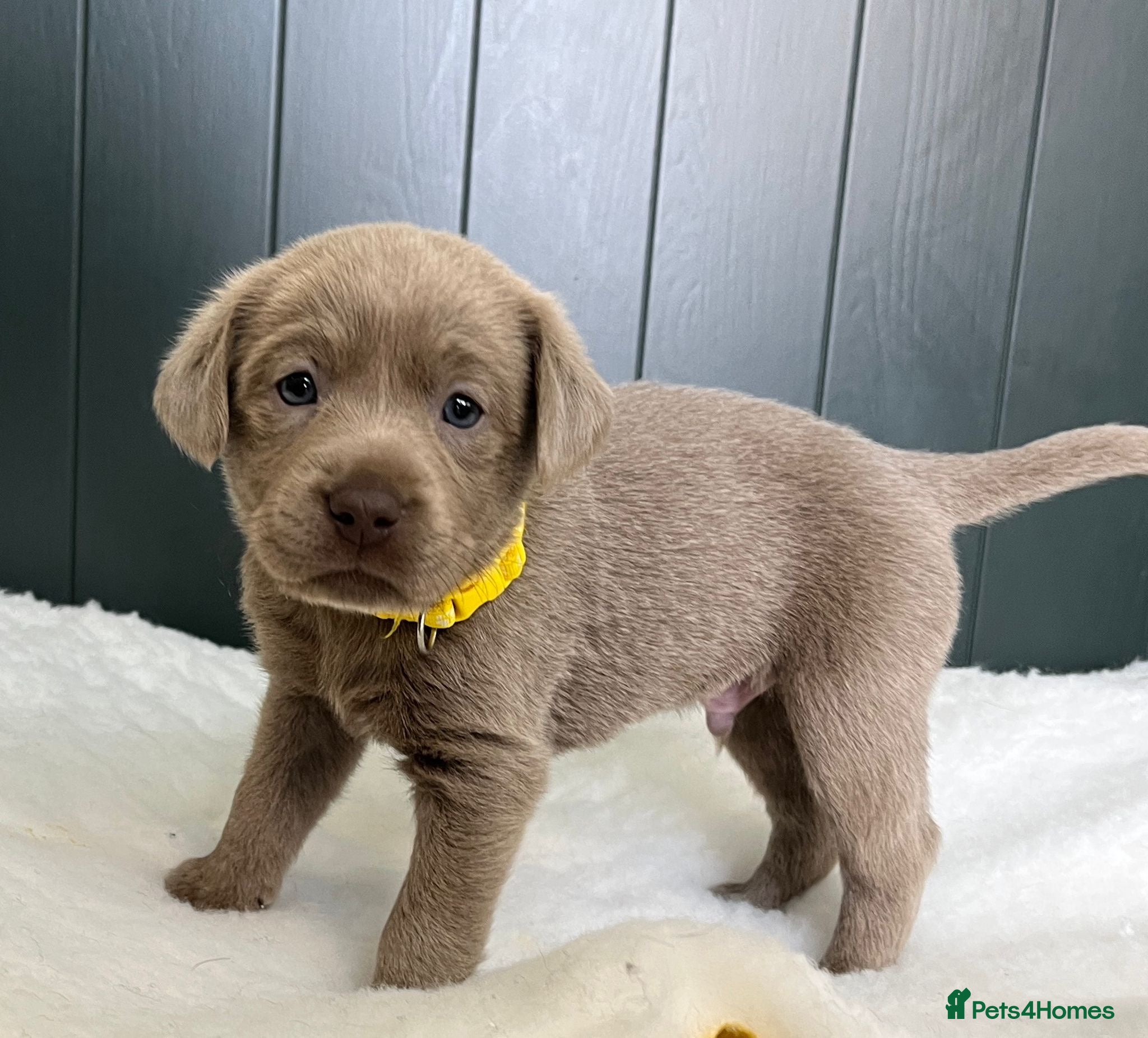 Labrador Retriever dogs ⭐Highest Health Tested Silvers & Charcoals⭐  - Advert 2