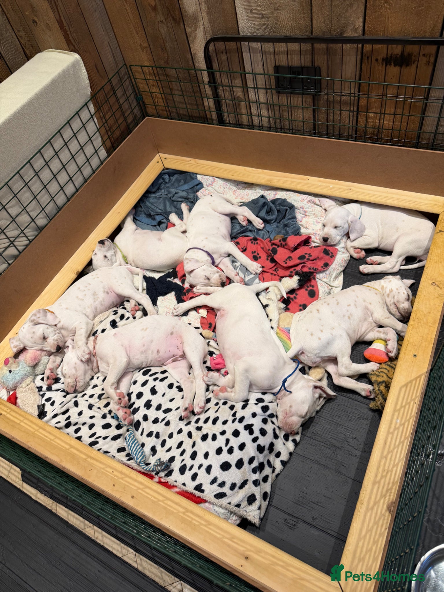 Dalmatian dogs 2 x Deaf KC Lemon Dalmatian Pups - Advert 18