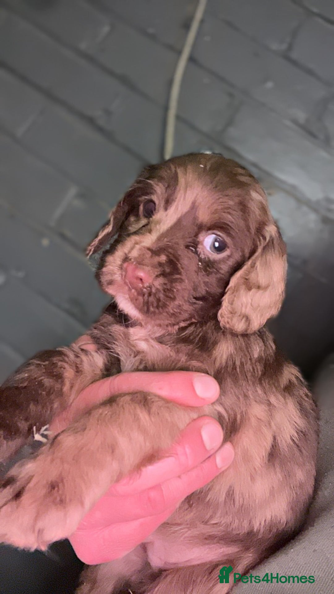 Cocker Spaniel dogs for sale: Cocker spaniel  - Image 10
