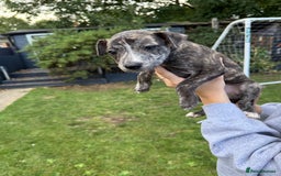 Mixed Breed dogs for sale: Staffordshire bull terrier cross whippet ready now - Image 3