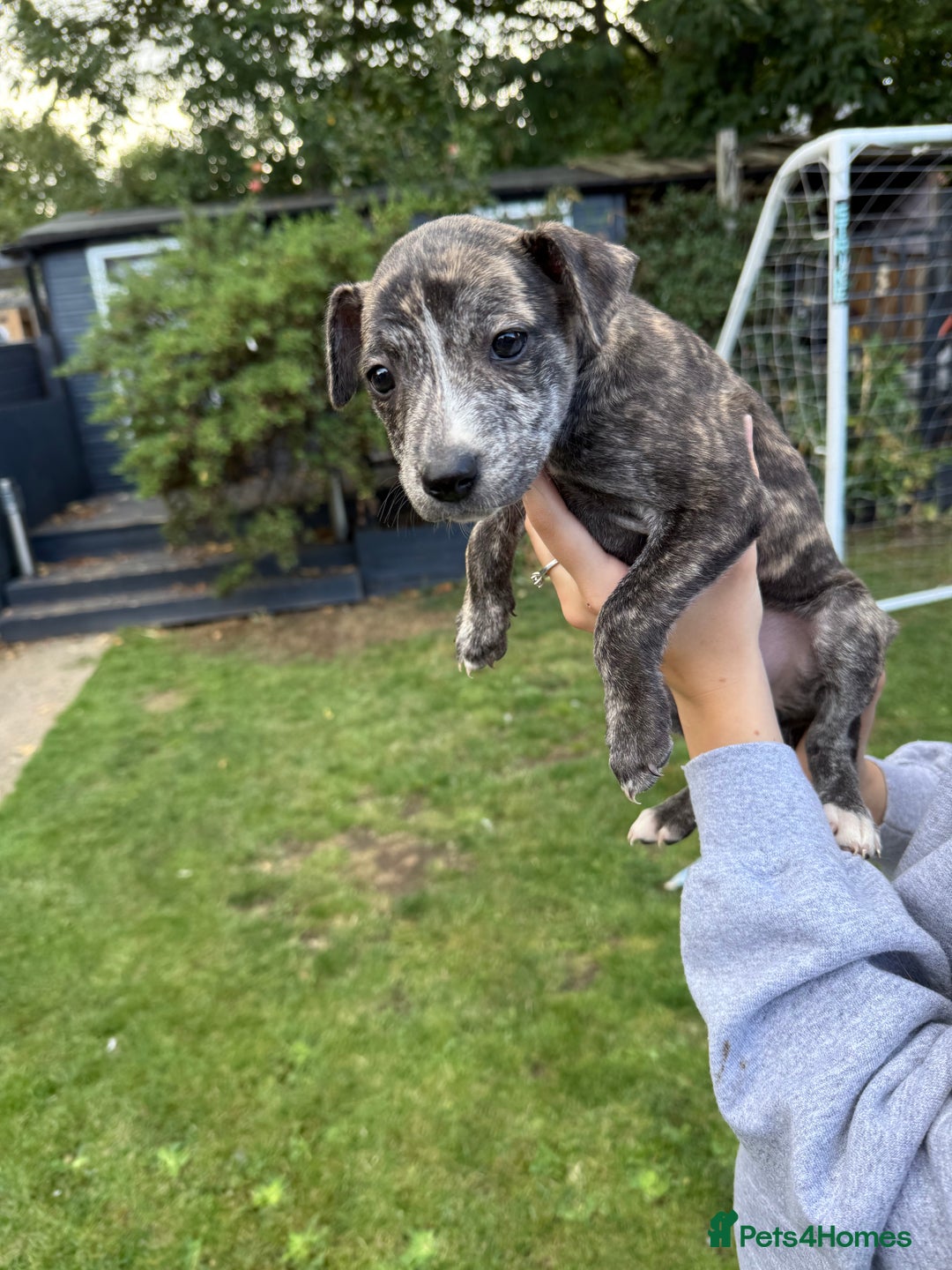 Mixed Breed dogs for sale: Staffordshire bull terrier cross whippet ready now - Image 3