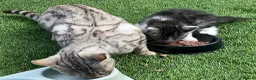 Bengal cats for sale: Silver Bengal mother & two male kittens for sale in Birmingham - Advert 14