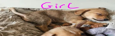 Chiweenie 3