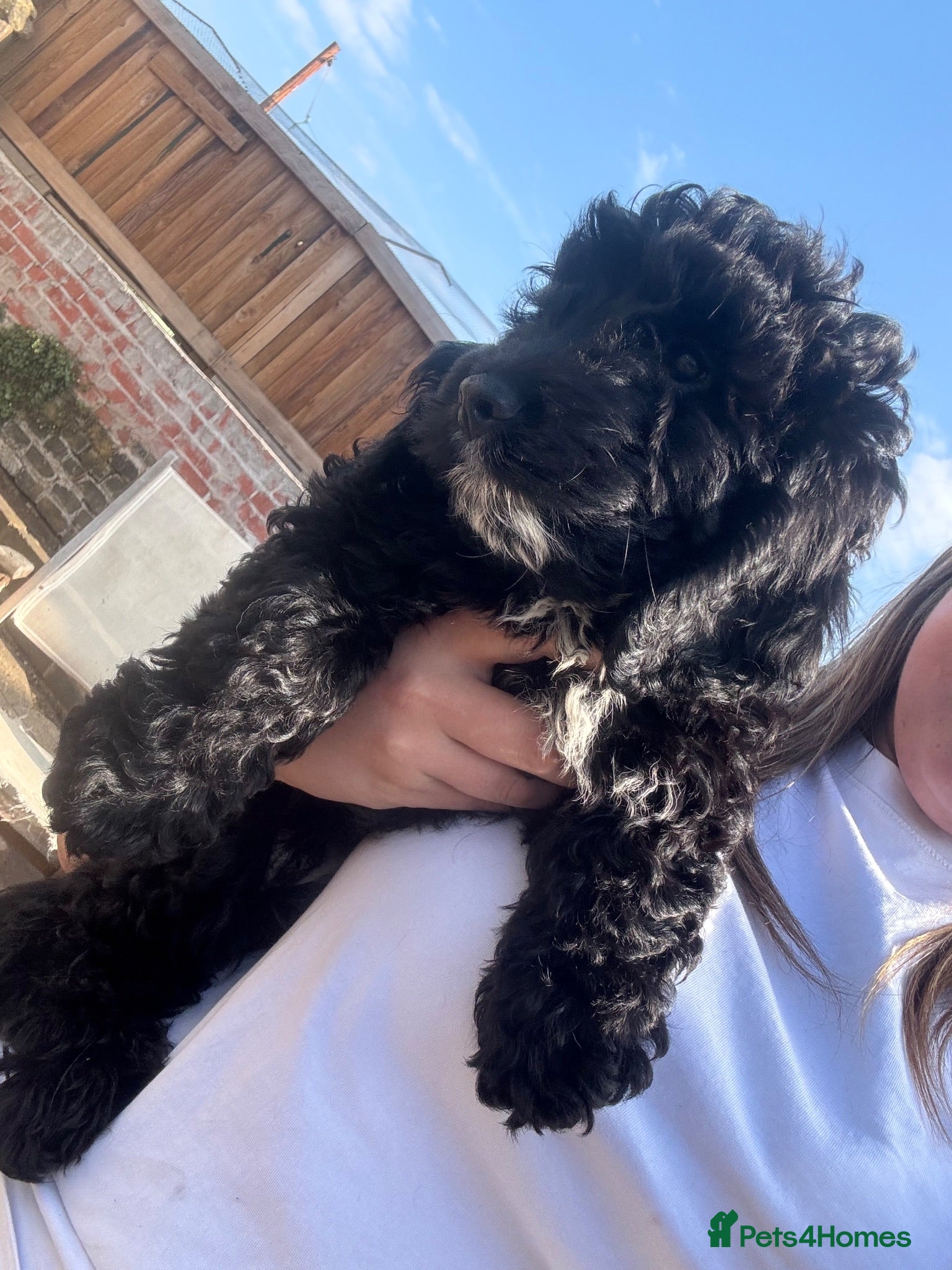 Cockapoo dogs ✨F1 Cockapoo Vet Checked ready to leave  - Advert 13