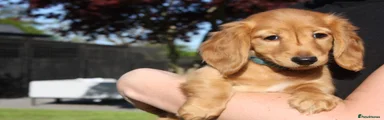 Red Collar Girl Puppy 5