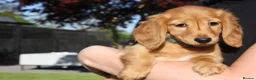 Miniature Dachshund dogs for sale: READYNOW KC cream L/H Health tested Mini Dachshund - Advert 32