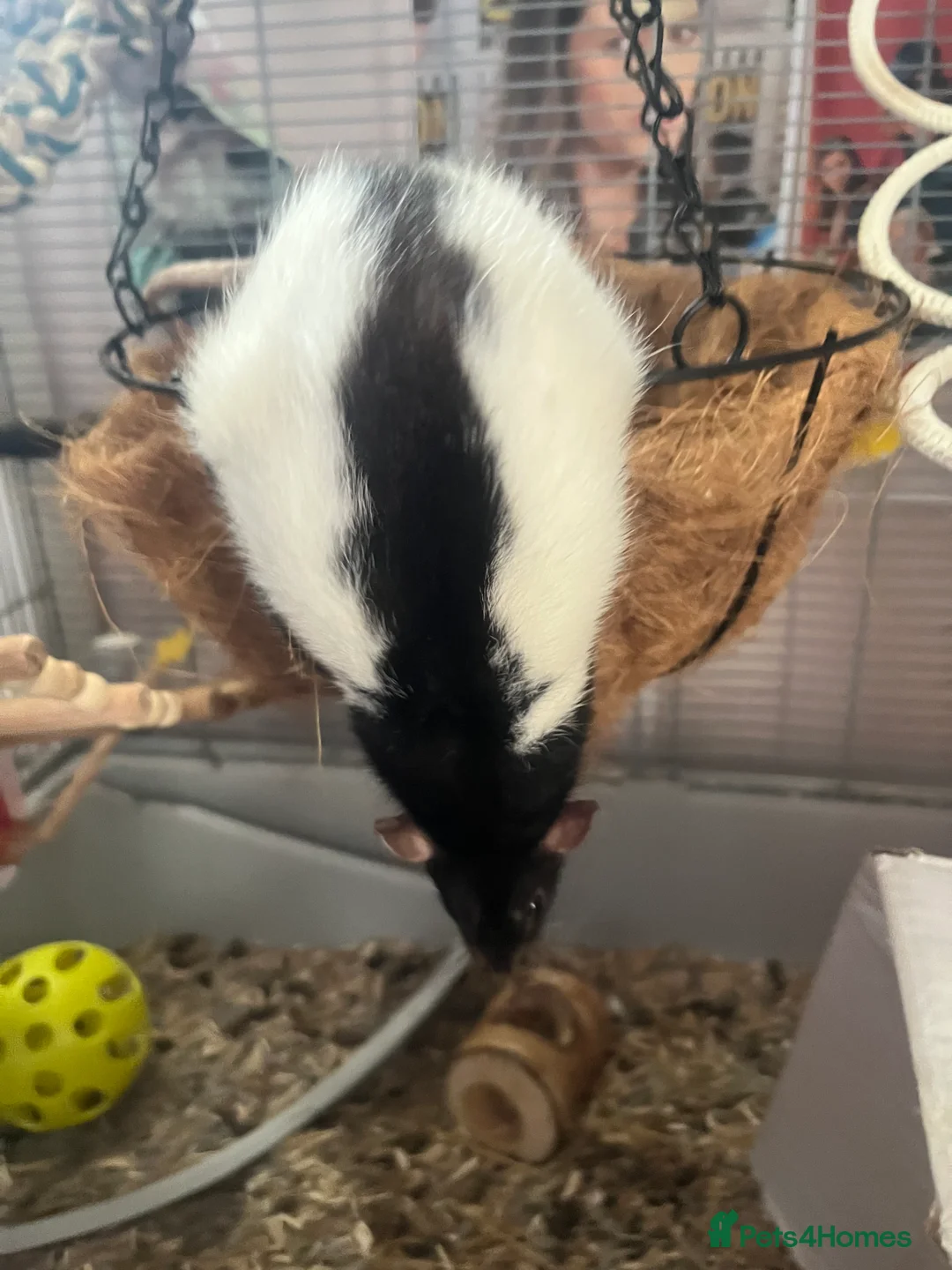 Rat rodents for sale: 3 female fancy rats for sale with cage ect. - Advert 5