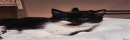 Mixed Breed cats for sale: READY NOW ..Beautiful black and white kittens  - Advert 2