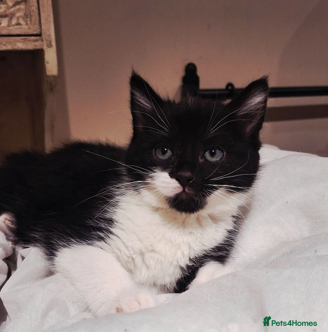 Mixed Breed cats for sale: READY NOW ..Beautiful black and white kittens  - Advert 2