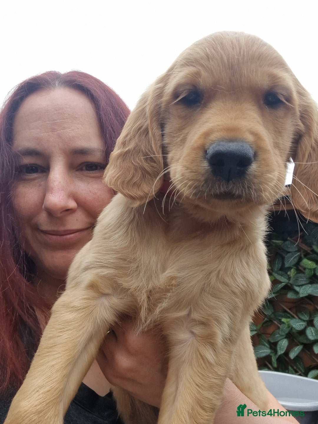 Golden Retriever dogs for sale: Red pups KC Registered Golden Retriever in Oxted - Image 31