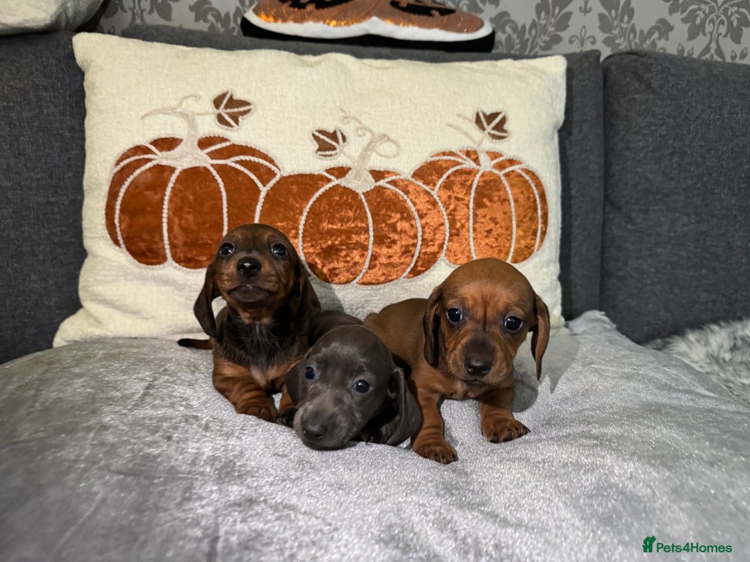 Miniature Dachshund dogs for sale: Miniature Dachshund Puppies 🐾 - Image 8
