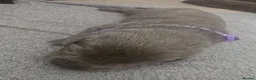 Labrador Retriever dogs for sale: ️Beautiful Labrador Retriever Puppies Silver/Choco - Advert 29