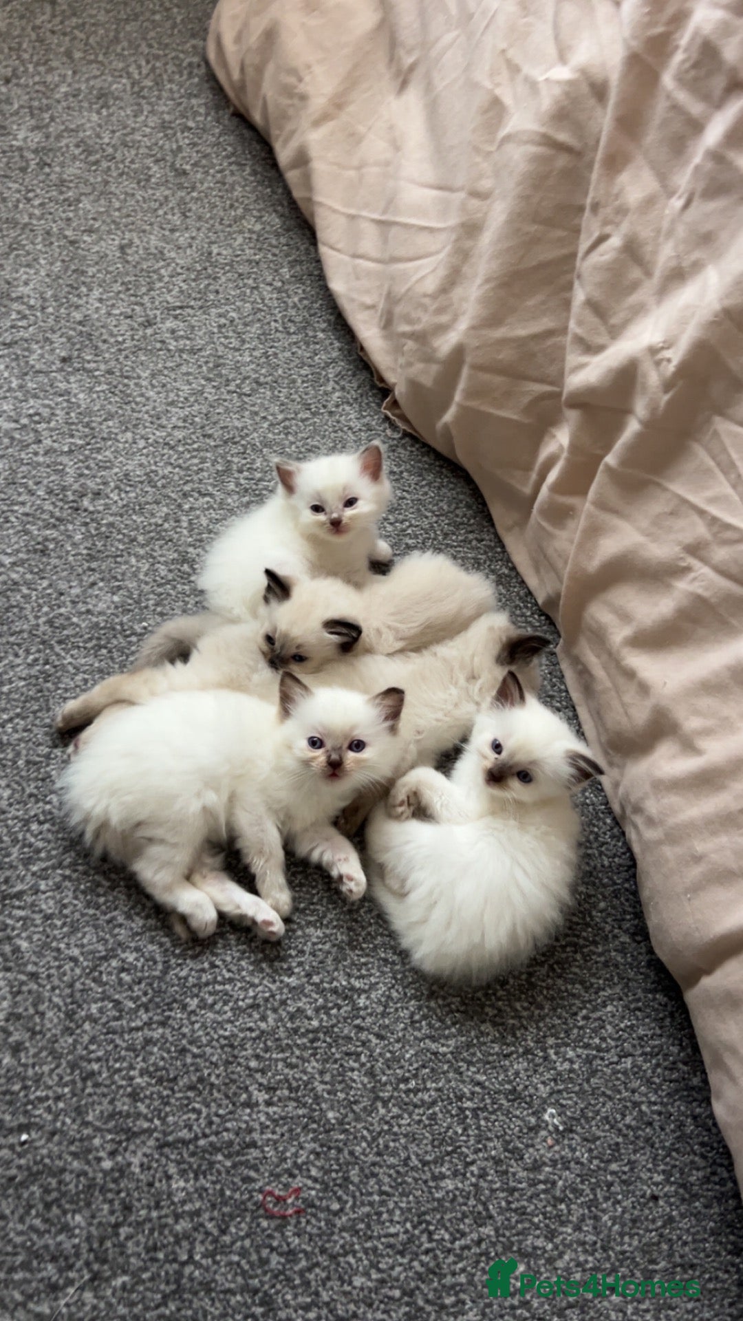 Ragdoll cats 5 Purebred Ragdoll Kittens - Advert 5