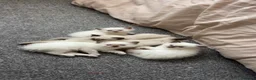 Ragdoll cats for sale: 5 Purebred Ragdoll Kittens in Keith - Advert 1