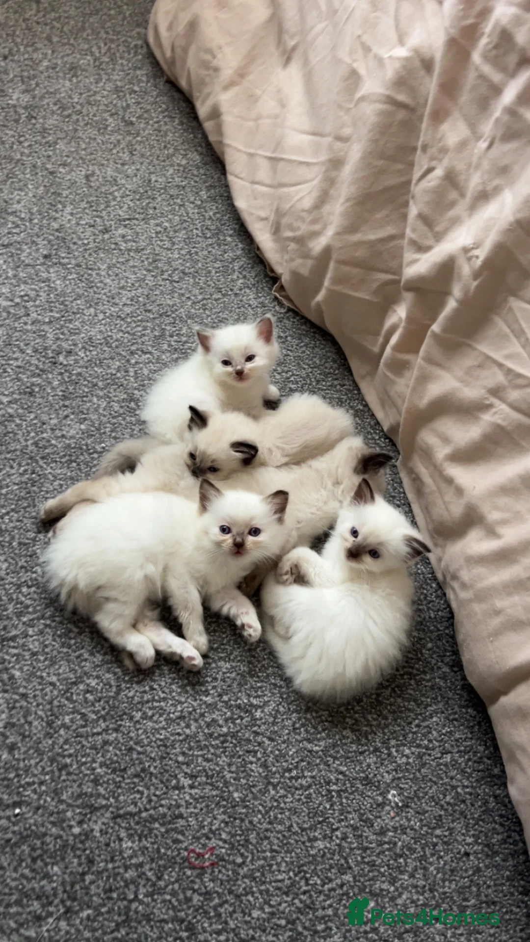Ragdoll cats for sale: 5 Purebred Ragdoll Kittens in Keith - Advert 1