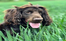 Cockapoo dogs for sale: OUTSTANDING FB1 COCKAPOOS - Image 24