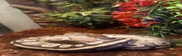 Python Snake reptiles for sale: Ball python / royal pythons male females £35-£65 - Advert 5