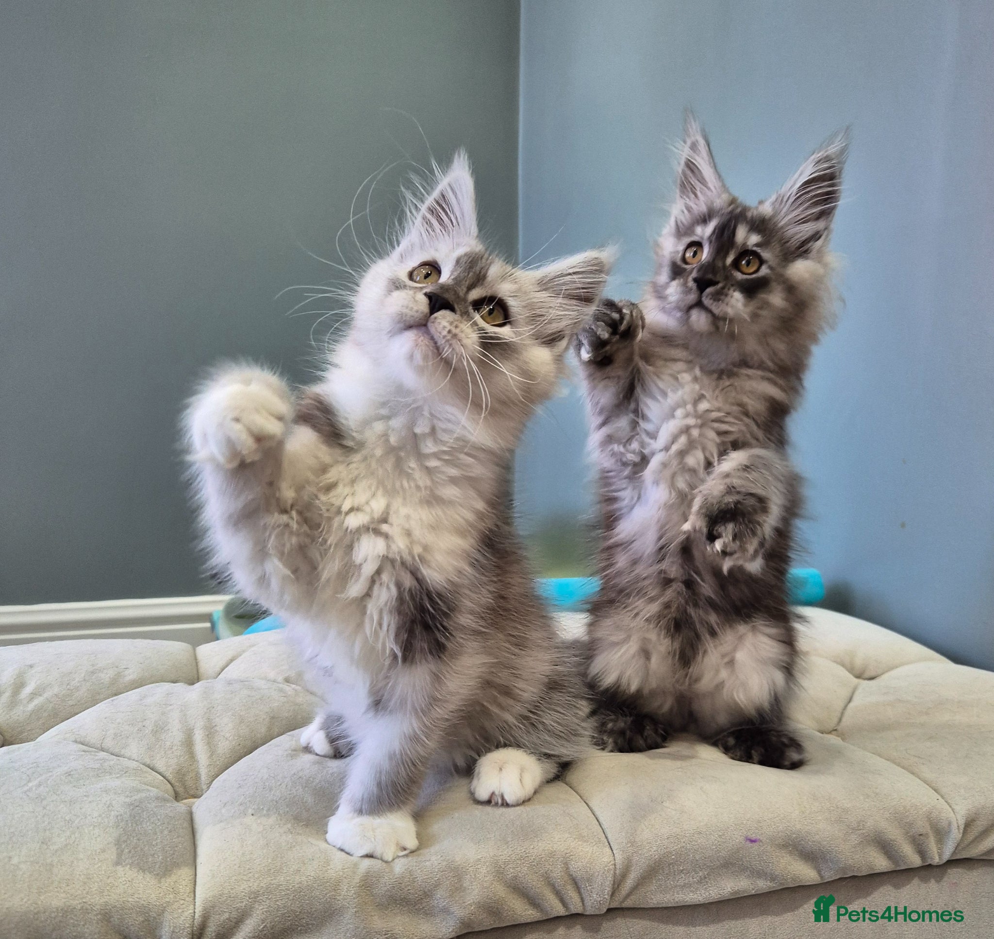 Maine Coon cats Black smoke and Silver kittens - Advert 11