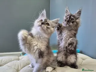 Maine Coon cats Black smoke and Silver kittens - Advert 3