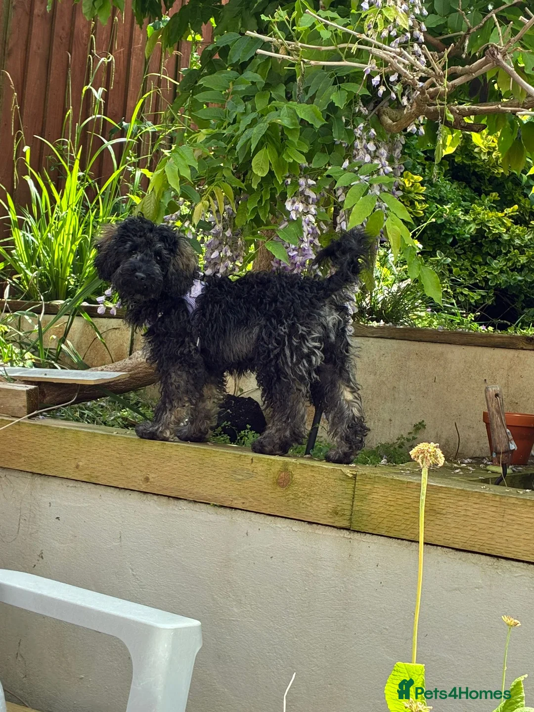 Poochon dogs for sale: 2 Beautiful Happy Bouncy Poochons in Bristol - Advert 2