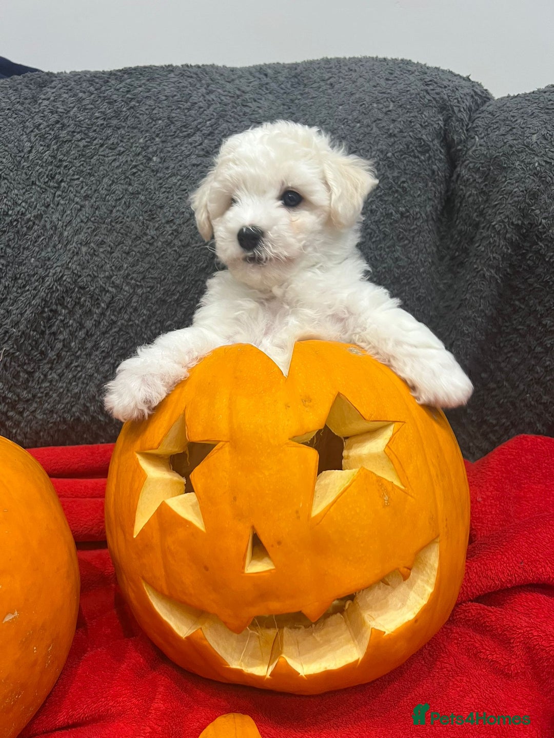 Bichon Frise dogs for sale: KC Registered Pedigree Bichon Frise Puppies - Image 8